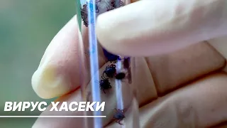 В России обнаружили новый вирус Хасеки, передающийся людям от укуса клещей