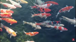 4K Beautiful Relax Music Sleep with Japanese Koi Carp Fish   Meditation, Study Music, Spa, Yoga   Yo