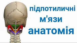 Підпотиличні м'язи анатомія