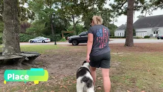 Chaos, 5 month old Sheepadoodle, Before and After Obedience Training