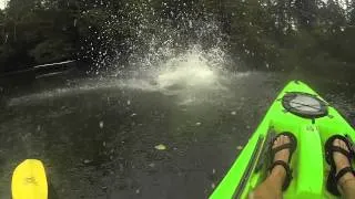 Tree jumping in wollochet bay WA