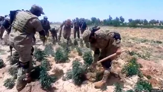 Marijuana And Opium Crops Destroyed After Afghan Taliban Leader's Edict
