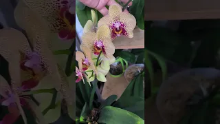 Орхидеи закрытая система