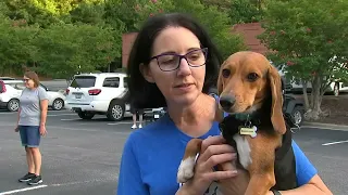 Raleigh rescue looking for homes for beagles rescued from puppy farm