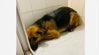 «Прошу, только не усыпляйте!» Пёс уткнулся в стену , ожидая врачей с последним уколом