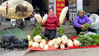 Harvest radishes and bring them to the market to sell and feed to the farm animals|Ly Thi Ca - Ep.5