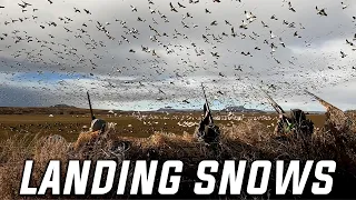 Landing Thousands of Snow Geese!