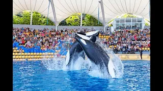 Loro Parque, Tenerife Orca Show