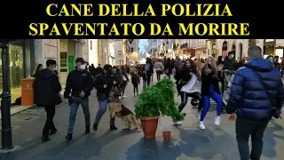 POLICE DOG SCARED TO DEATH / CANE DELLA POLIZIA SPAVENTATO DA MORIRE / BUSHMAN PRANK ITALY