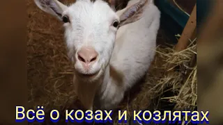 Всё о козах и козлятах