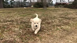 Golden Retriever puppies playing at Wisteria Goldens