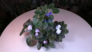 African Violet Care: What to Know