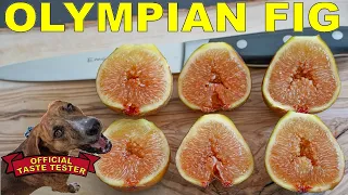 Olympian Fig - A Large, Peach Flavored, Cold Hardy Fig Tree