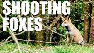 Fieldsports Britain : Shooting foxes
