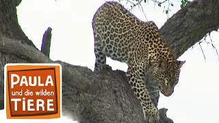 Was macht der Leopard im Baum? | Reportage für Kinder | Paula und die wilden Tiere