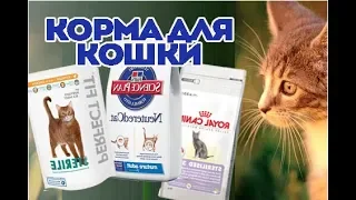 Какие корма советует ветеринар для кошки. ВетОтвет.