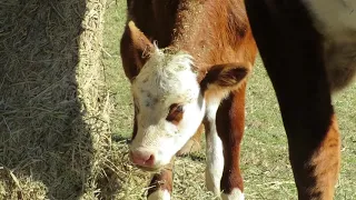 Hay head - Baby Norma gets stuck into the hay bale
