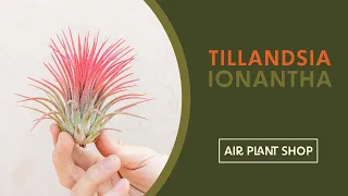 Air Plant Spotlight | Tillandsia Ionantha