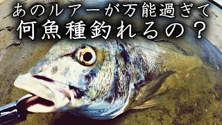 1回バイトしてからチェイスしてきて数秒後に良型チヌが食ってきた！｜春から夏にかけてシャローで狙える魚｜チニング　チヌ釣り　黒鯛釣り　クロダイ釣り｜サーフチヌ　チヌルアー｜【ライトショアジギング】