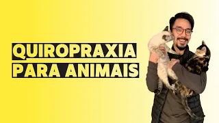 QUIROPRAXIA PARA ANIMAIS (Levamos nossas gatas na quiropraxia veterinária)