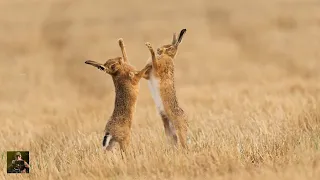 Capturing The Beauty Of Brown Hares With The A6700 Camera