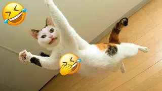 Be careful, don't laugh 🐕😺 Funny videos with dogs, cats and kittens😸part 4