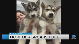 Norfolk SPCA facing 'overload' has 5 new adorable husky puppies