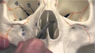 Human Skull - Nasal Cavity
