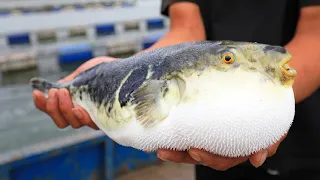 Japanese Puffer Fish Farm and Harvest - Amazing FUGU Fish Farming in Japan - FUGU Fish Cutting Skill