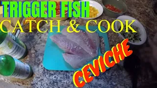 TRIGGER FISH CATCH AND COOK (CEVICHE)