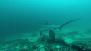 Thresher sharks. Лисья акула. Филиппины 2020.