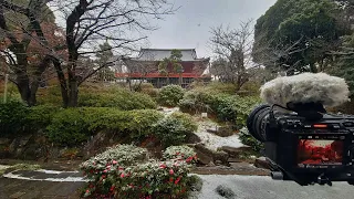 4K・ Snow walk in Tokyo Ueno Park 2024・4K HDR