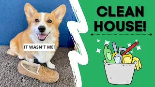 Dogs Clean ENTIRE house! #shorts