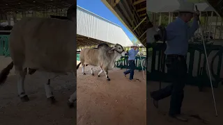 Mr. V8 891/8 “Pathfinder” is the the Grand Champion #brahman at the 2023 Miami International. #ranch