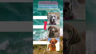 Match The Dog Breeds | Weimaraner, vizsla, german shorthaired pointer