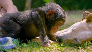 Puppies and Baby Chimpanzees Make The Cutest Friends | Baby Chimp Rescue | BBC Earth Kids