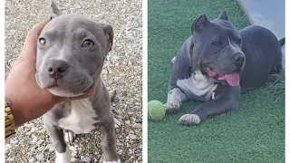 Bluenose PITBULL transformation 8 weeks to 6 months