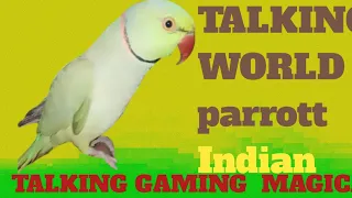 king magical |ringneck Indian gaming world best amazing beautiful wenderfull smart ringneck| parrot
