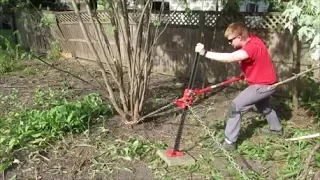 Using Mechanical Advantage to Remove a Stubborn Tree