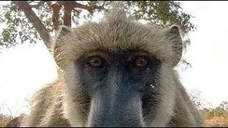 Baboons React to Their Own Reflection  - BBC Earth