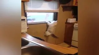 Scardey Cat Clings to Window