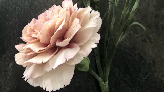 Sugar Carnation Tutorials (part-2)