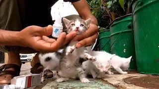 Oreo Cat Mother Has Kittens Who Need Help.