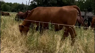 Why We Won’t Ever Worm Our Cattle