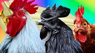 Funny Roosters - Coffin Dance Song *Part 2* (COVER)