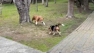 Кто сильнее стаф или бигль. Beagle VS amstaff