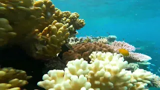 Snorkeling Australia