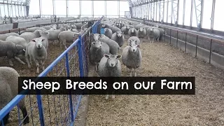 What Breed of Sheep Do We Have?  |   Vlog 54
