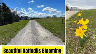 I Planted 200 Daffodil Bulbs Along My Driveway: THIS IS THE BEAUTIFUL RESULT!