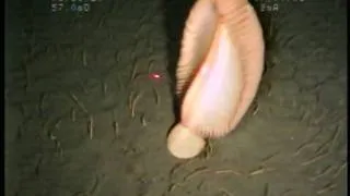 Orange sea pen & white brittle stars in sediment